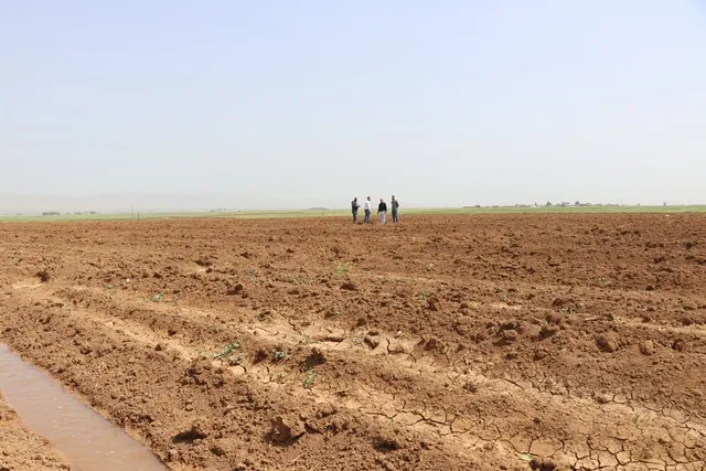 Komîteya çandiniyê bang li cotkaran kir ku dûrî çandiniya yekalî bikevin