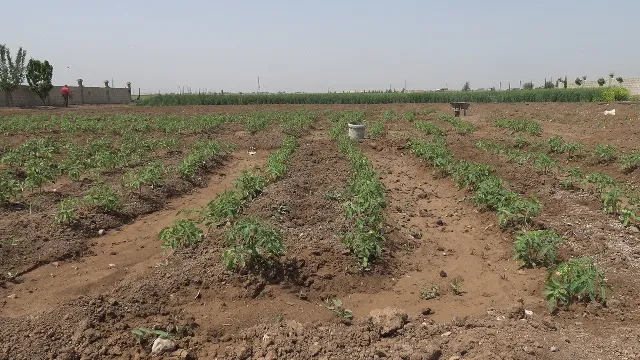 Komîteya çandiniyê bang li cotkaran kir ku dûrî çandiniya yekalî bikevin