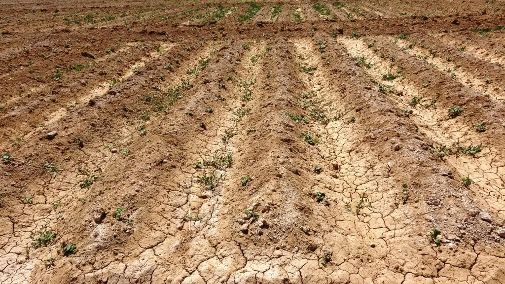 Ji ber qutbûna ava Firatê, çandiniya mewsima havînê li Girê Spî kêm dibe