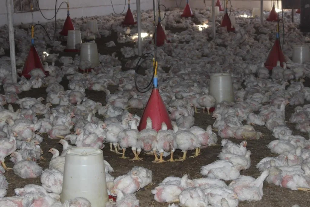 Projeyên xwedîkirina mirîşkan pêwîstiyên şêniyên herêmê dabîne dikin