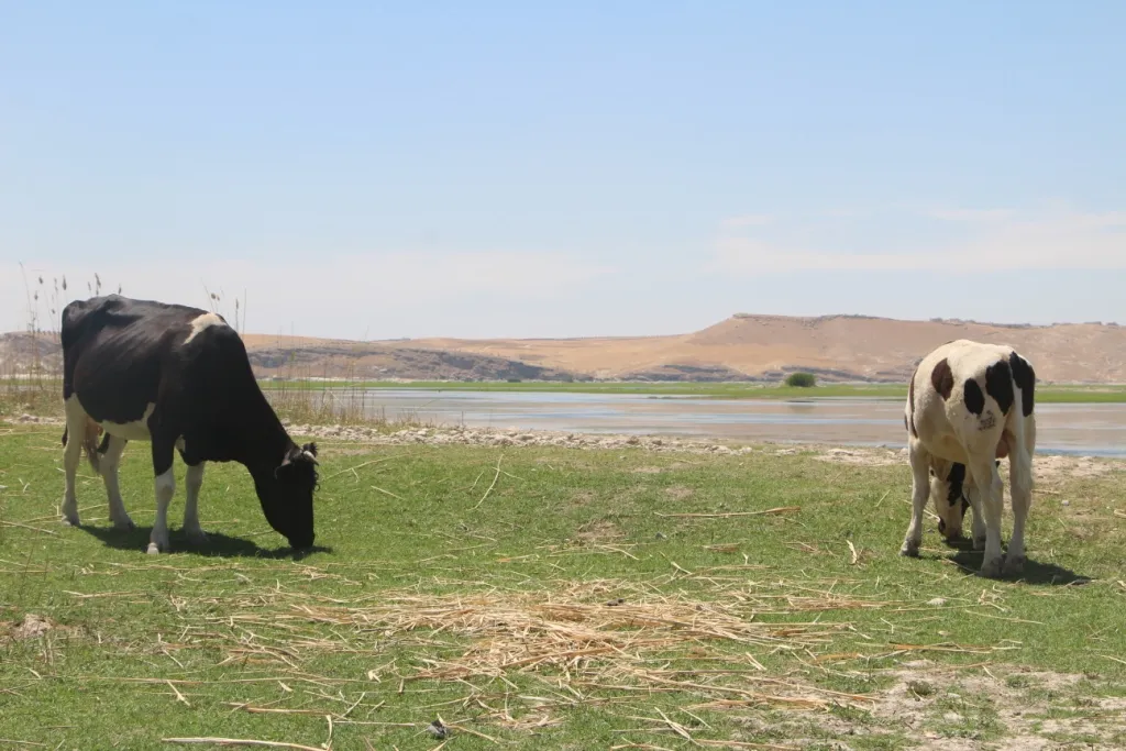 Domandina qutkirina ava Firatê bandorê li cotkar û sewaldariyê dike