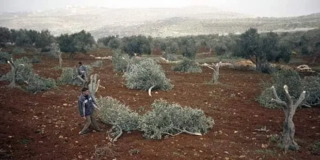 Bajarê ku di dorpêça dagirkerî û qirkirinê de li ber xwe dide: Efrîn