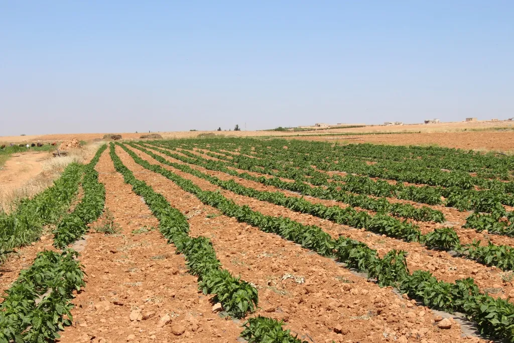 Cotkarên Minbicê: Ji ber ziwabûn û qutkirina ava Firatê çandiniyê bi paş ketiye