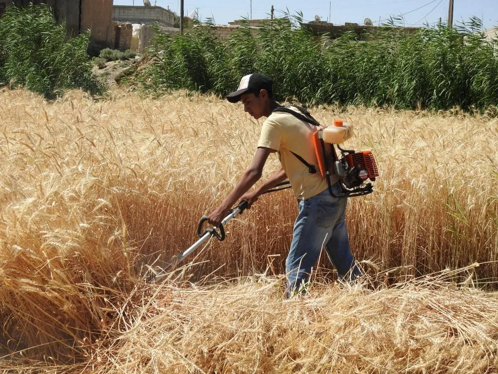 Cotkarên Reqayê berhemên xwe bi destan diçinin