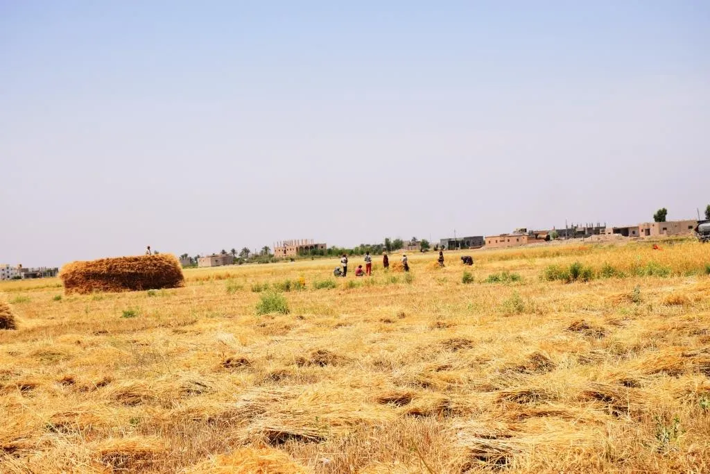 Kêmbûna ava Firatê û baranê bandoreke neyinî li genim kir
