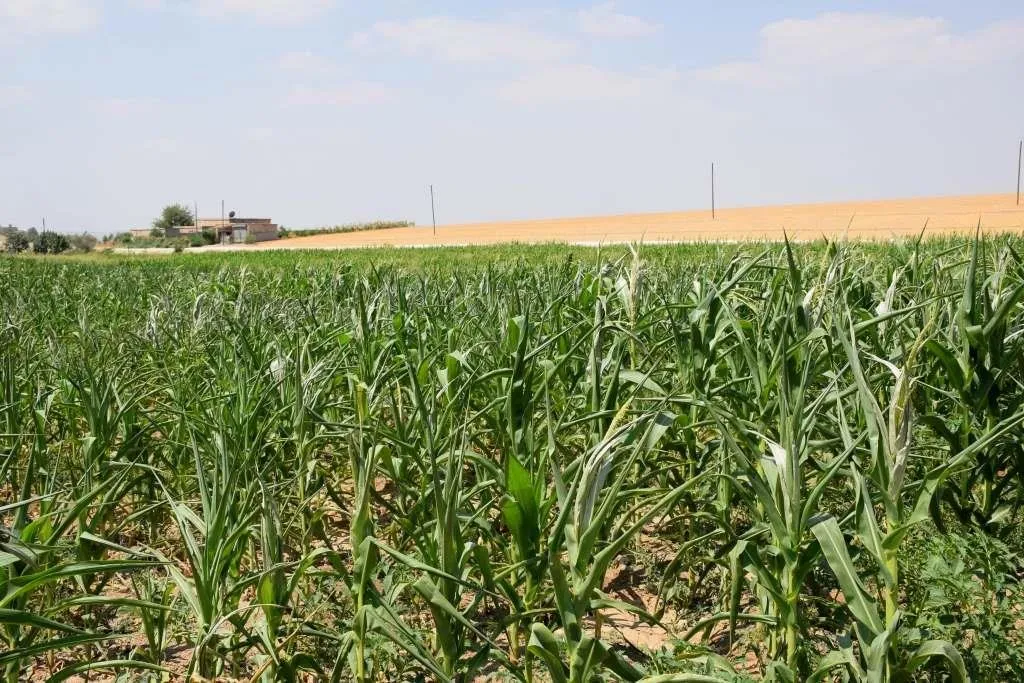 Ji ber qutbûna ava Firatê, çandina garisê zer li rojavayî Kobanê kêm bûye