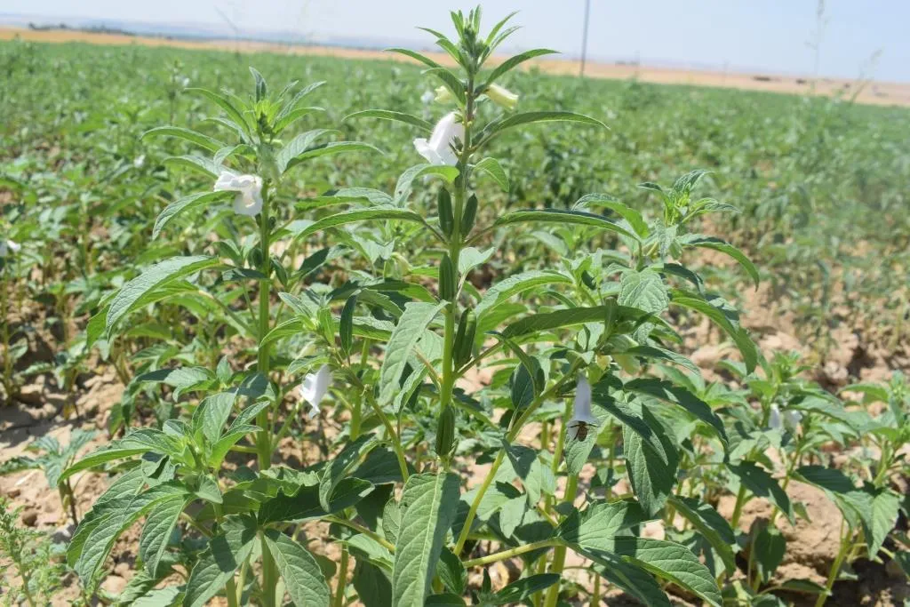 Li Kobanê çandina kunciyan pêş dikeve