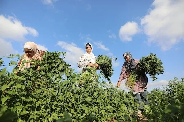 Jinên Xezayê li dijî bêkariyê projeyeke çandiniyê dest pê kir