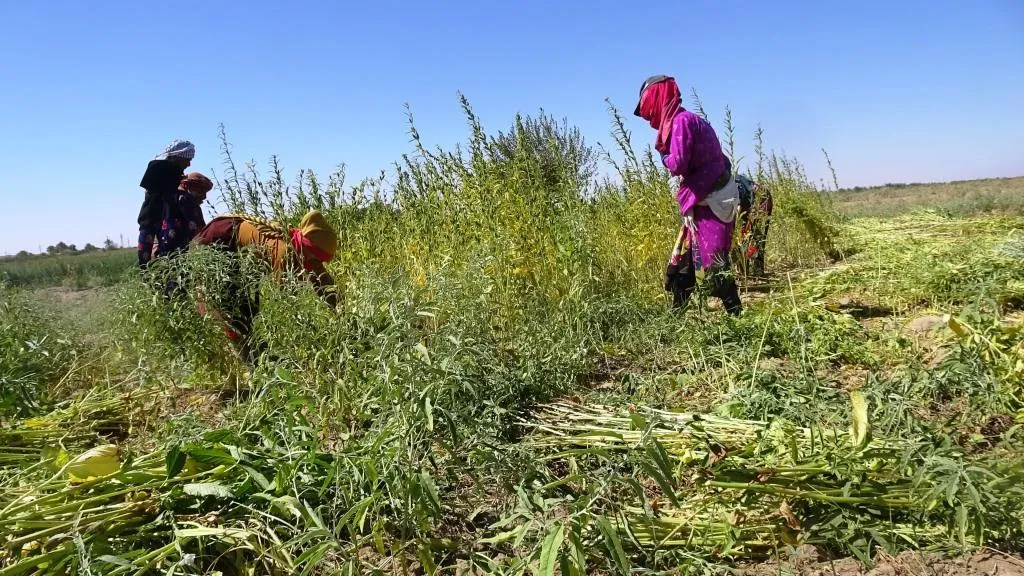 Qutkirina ava Firatê zirareke mezin da çandiya kunciyan