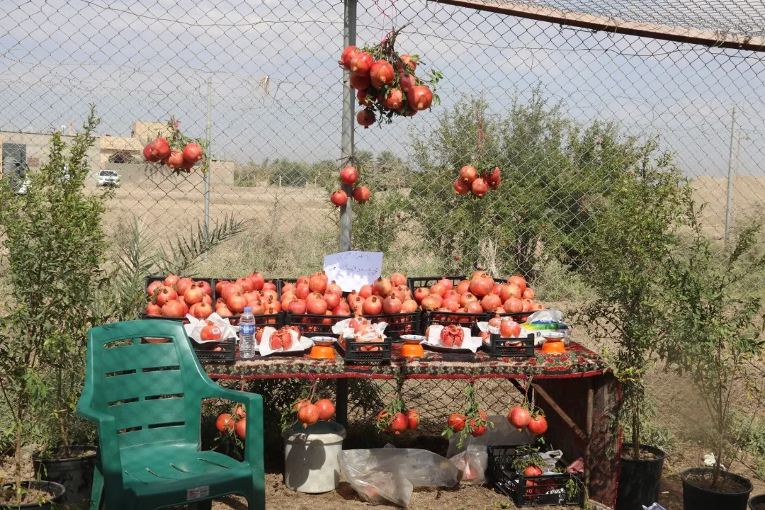 Li Dêrazorê Mîhrîcana 2`yemîn a Hinaran li dar ket