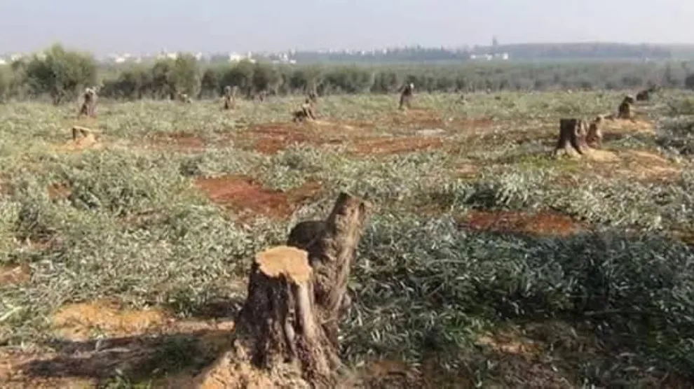 Çeteyan li Efrînê 3 hezar û 300 darên zeytûnê birîn