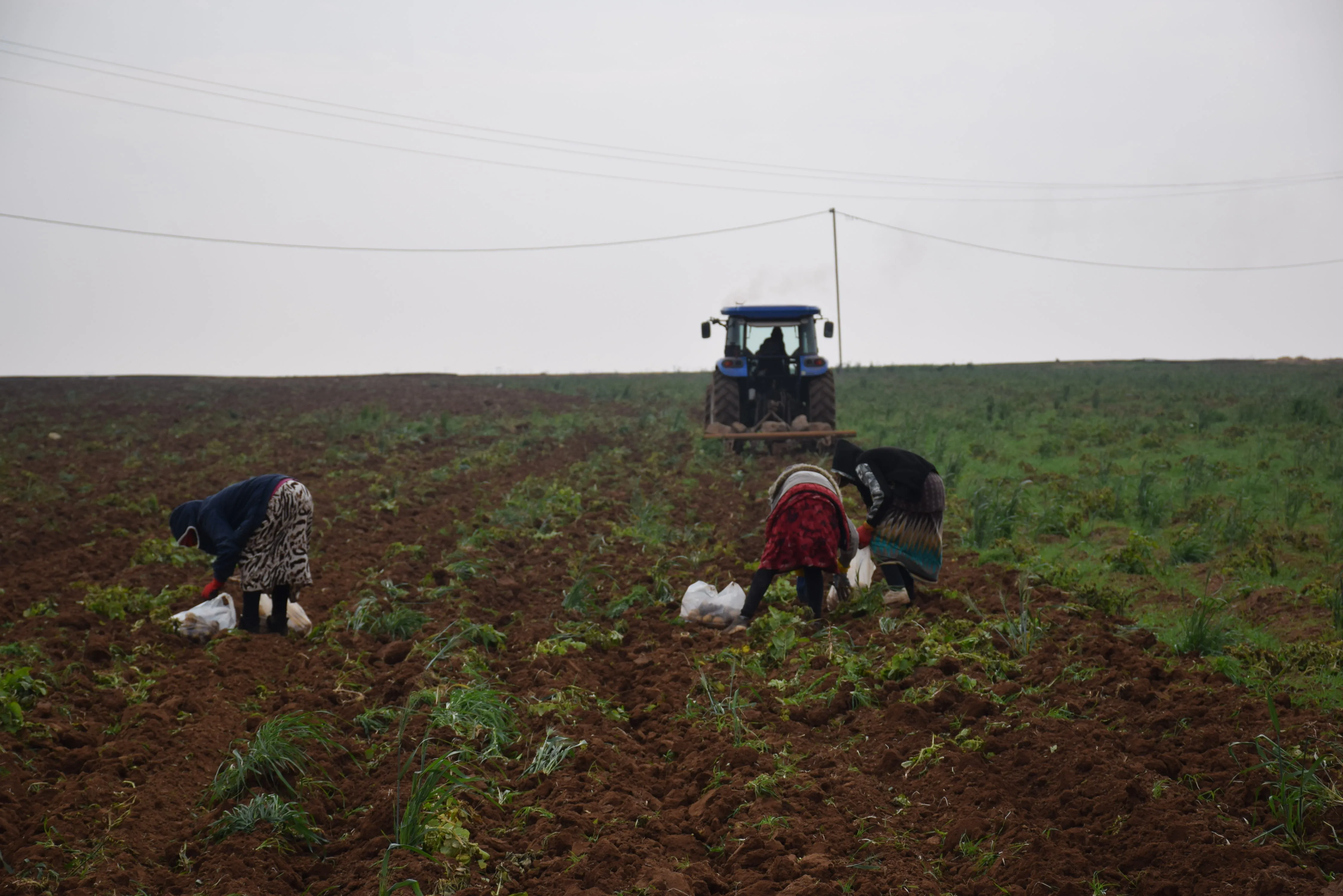 Projeya sebzeyan li Tirbespiyê bi ser ket