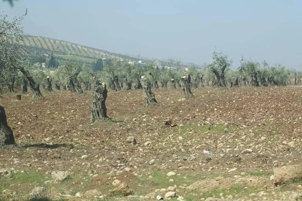 Li Efrînê qirkirina xwezayê berdewam e