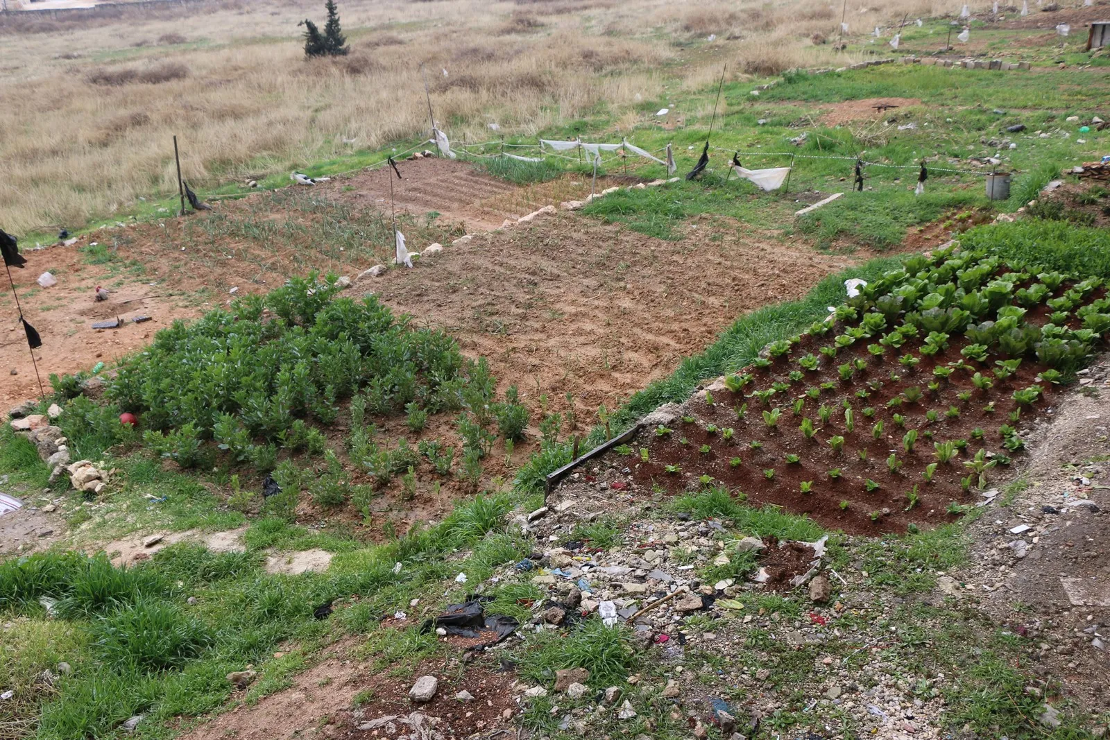 Şêniyên taxa Şêxmeqsûdê li hember dorpêça hikumeta Şamê hewl didin debara xwe bikin