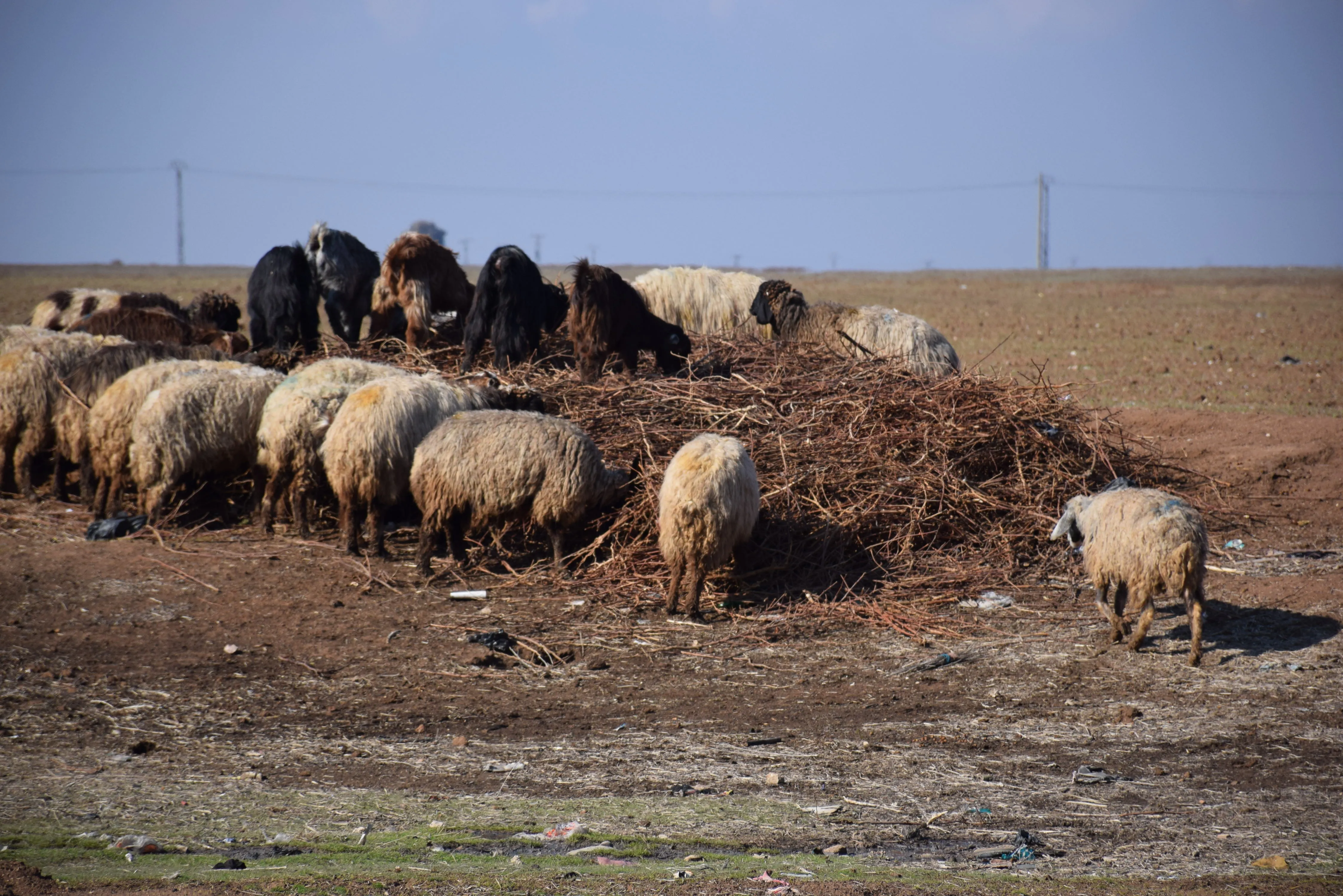 ​​​​​​​Xwediyên sewalan piştî barîna berf û baranê kêfxweş in