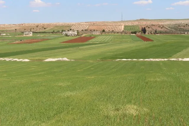 Basim Osman: Di encama dorpêçê de çandinî li Şehbayê paşve çûye