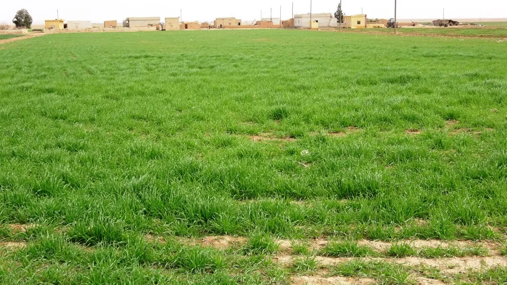 Gerînendeya Çandiniyê ya Girê Spî destekê dide cotkaran