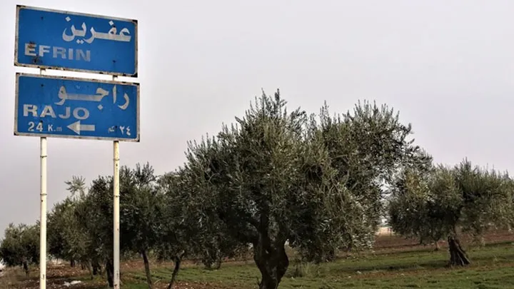 Çeteyan li Racoyê 50 darên zeytûnê birîn