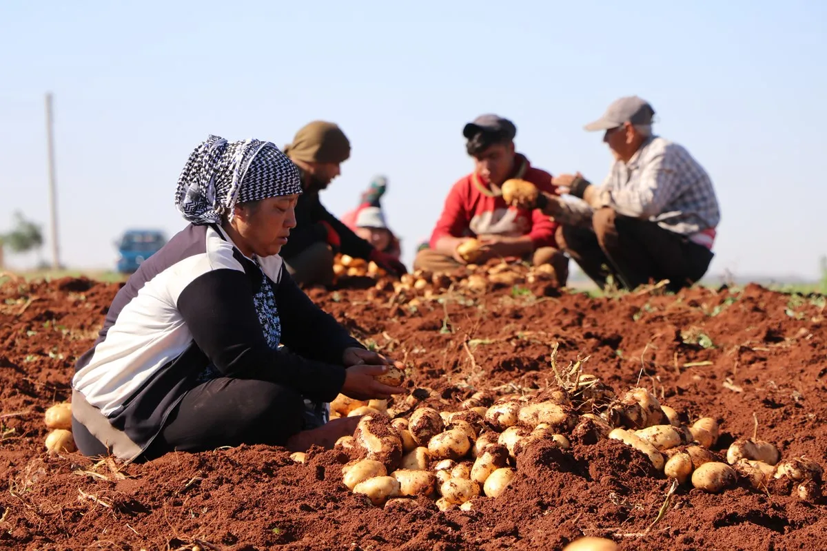 Ruxmî ambargo û êrişan jî cotkarên Şehbayê berhemên xwe berhev dikin
