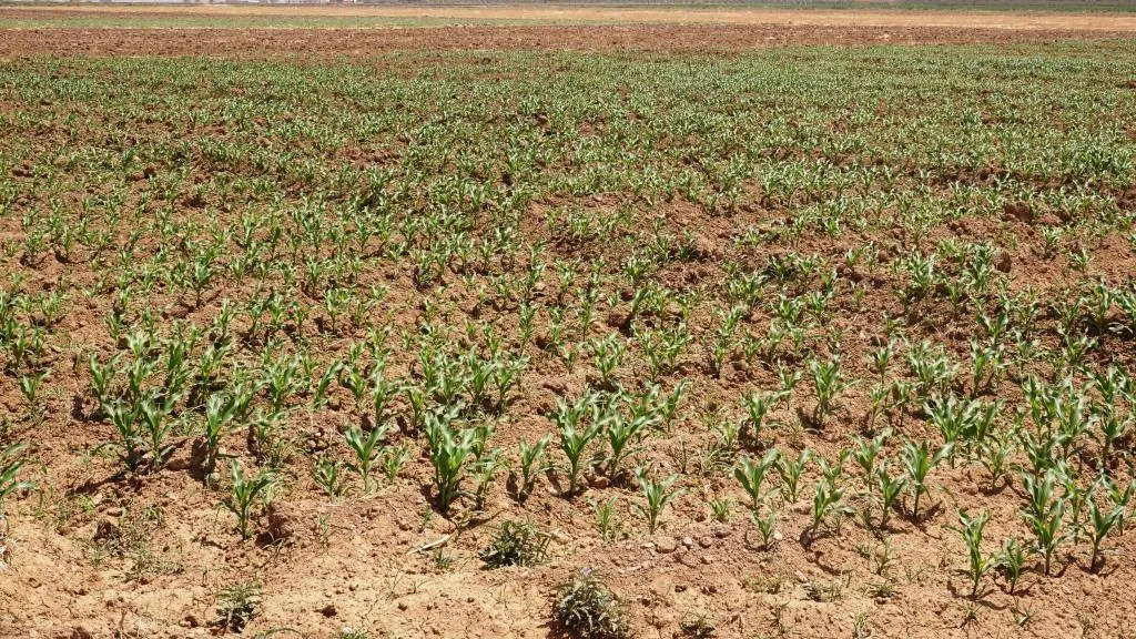 Tevî zehmetiyan jî çandina garis li Bakur û Rojhilatê Sûriyê bi pêş dikeve