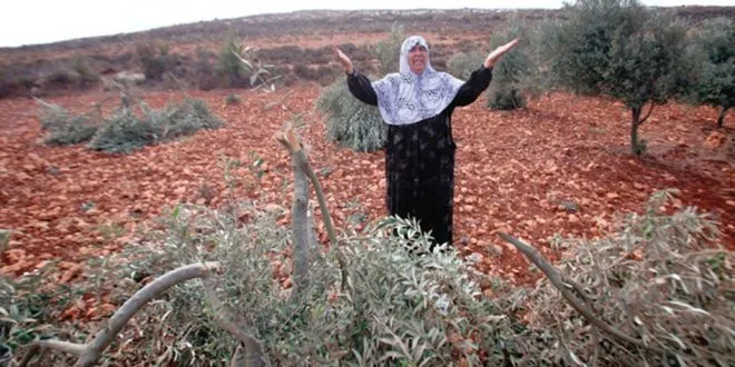Sûcên hefteyekê li Efrîna dagirkirî: Revandin, destdirêjî, birîna daran û talan