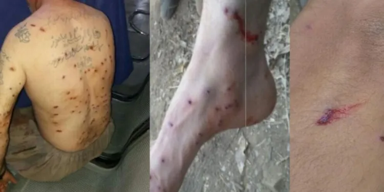 Leşkerên Îranê 12 kolber birîndar kirin