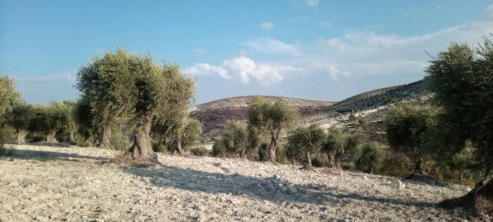 Sûcên dagirkeriya Tirk li dijî xwezaya Efrînê berdewam in