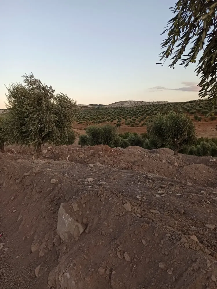 Dewleta Tirk û çeteyên wê dizîna şûnwarên Efrînê dewam dikin