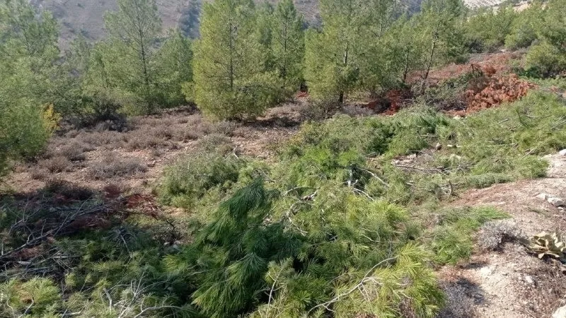 Dagirker qirkirina xwezayê didomînin
