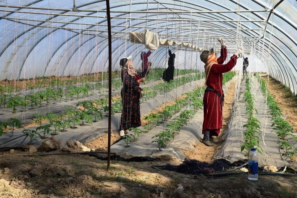 Projeya hingaran li Reqayê berfireh dibe