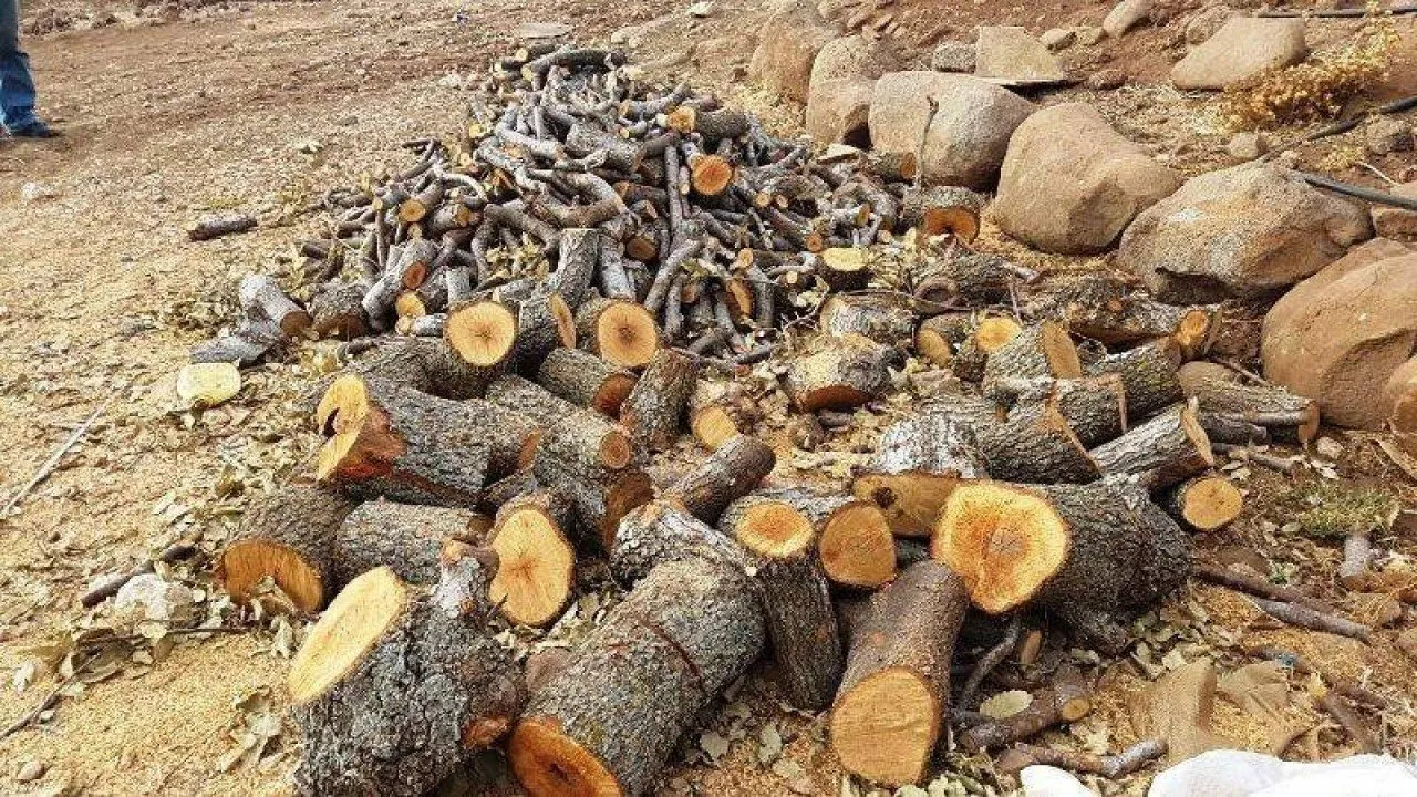 Li Mabetayê zêdetirî hezar dar hatin birîn