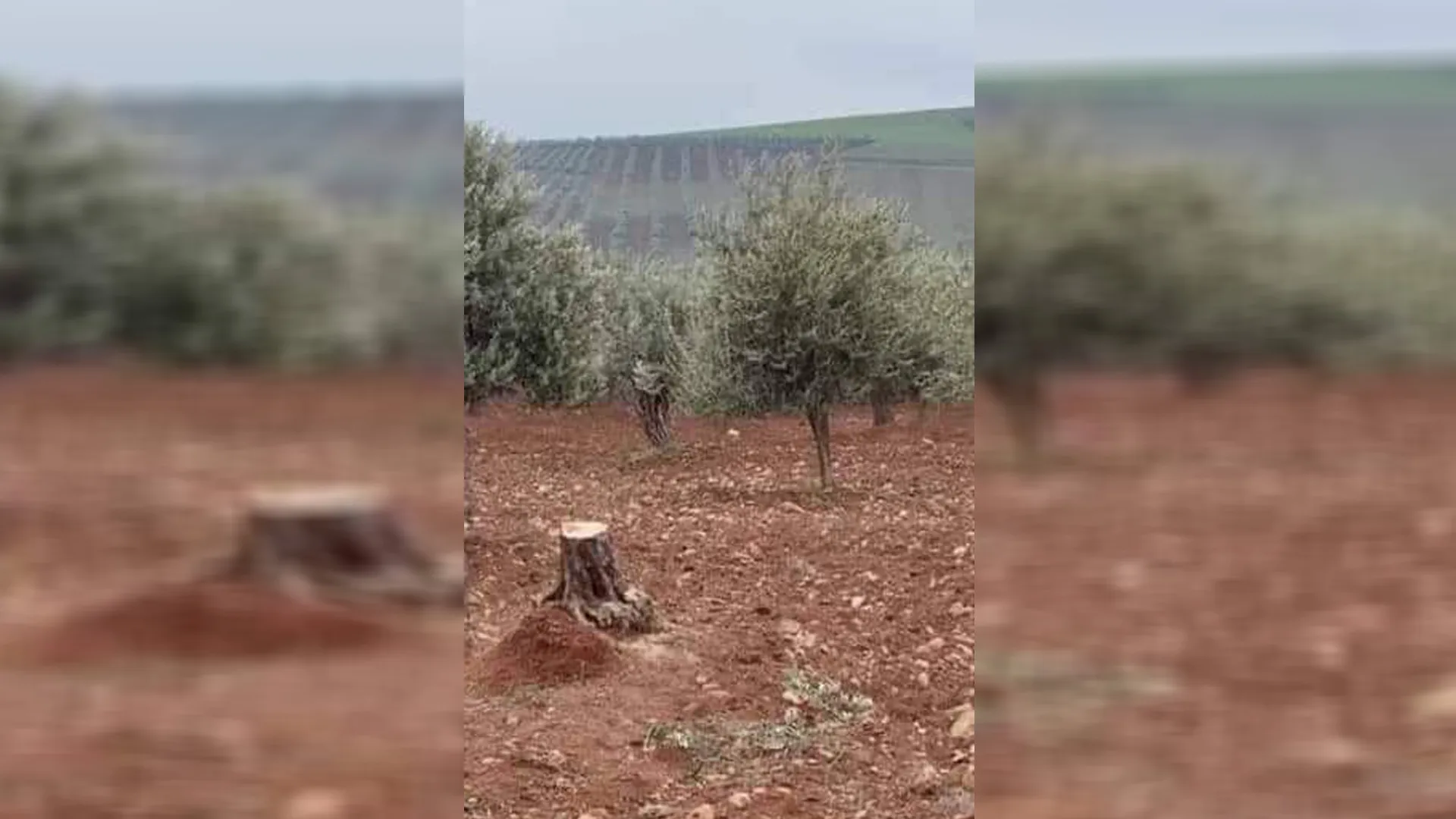 Li Efrîna dagirkirî qirkirina xwezayê dewam dike
