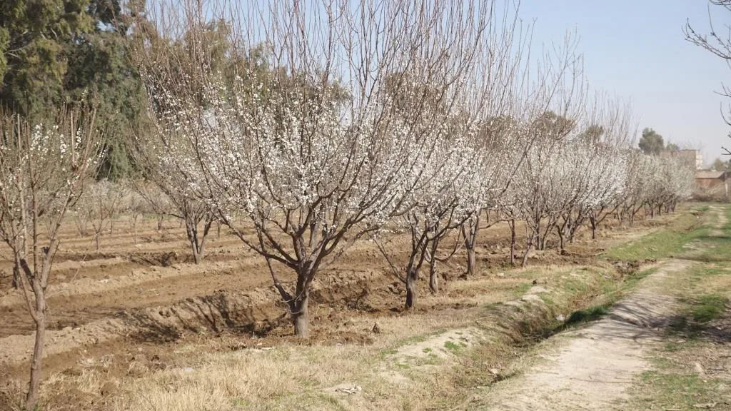 Şênkayî û dar li şitilgehên Bakur û Rojhilatê Sûriyeyê tên zêdekirin
