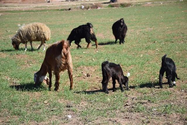 Dermanên nexweşiya jehrîbûna xwînê tên belavkirin
