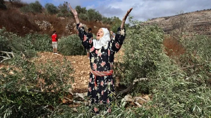 ​​​​​​​Bi dîmen; dagirkeran li Efrînê bi dehan dar birîn