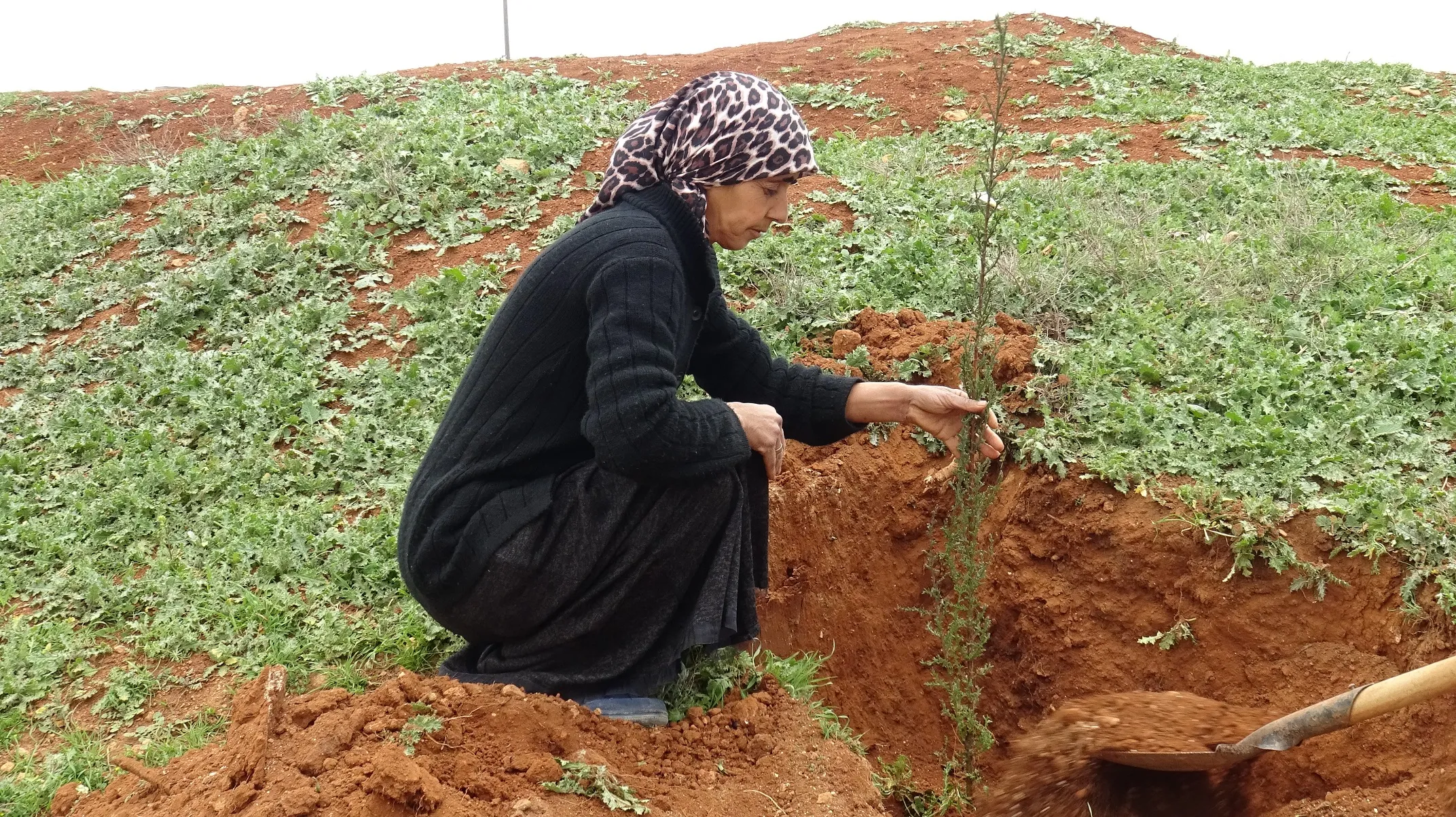 Hemleya dar çandinê li Şehbayê didome