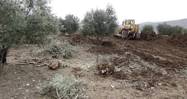 ​​​​​​​Li Efrîna dagirkirî qutkirina daran dewam dike