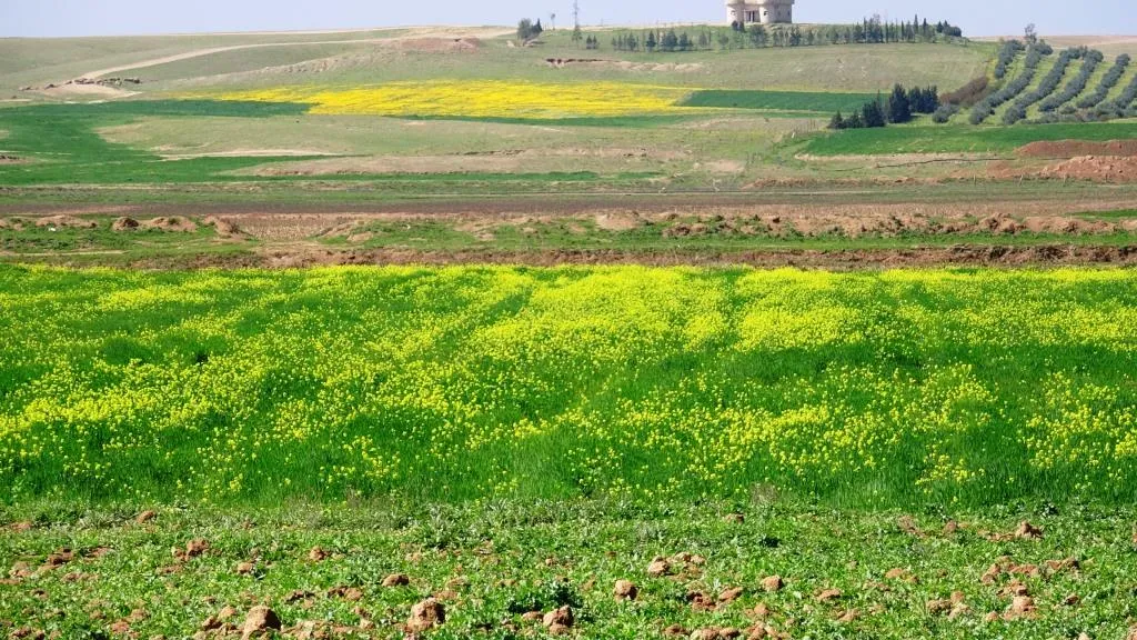 Piştî baranên vê dawiyê çandiniya li herêmê geş bû