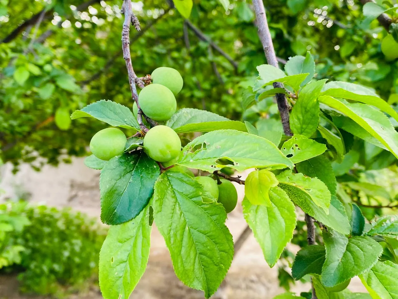 Bihara gundê Maşûqê