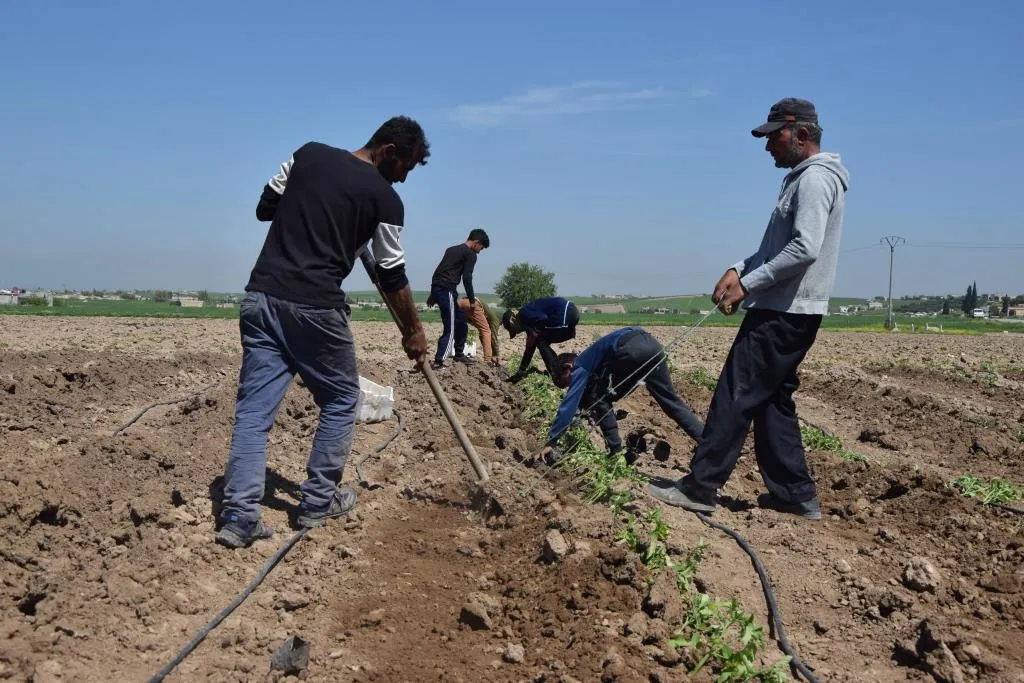 ​​​​​​​Şêniyan dest bi danîna şitilên sebzeyan kir