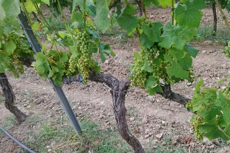 Dagirkeran bac danîn ser daran