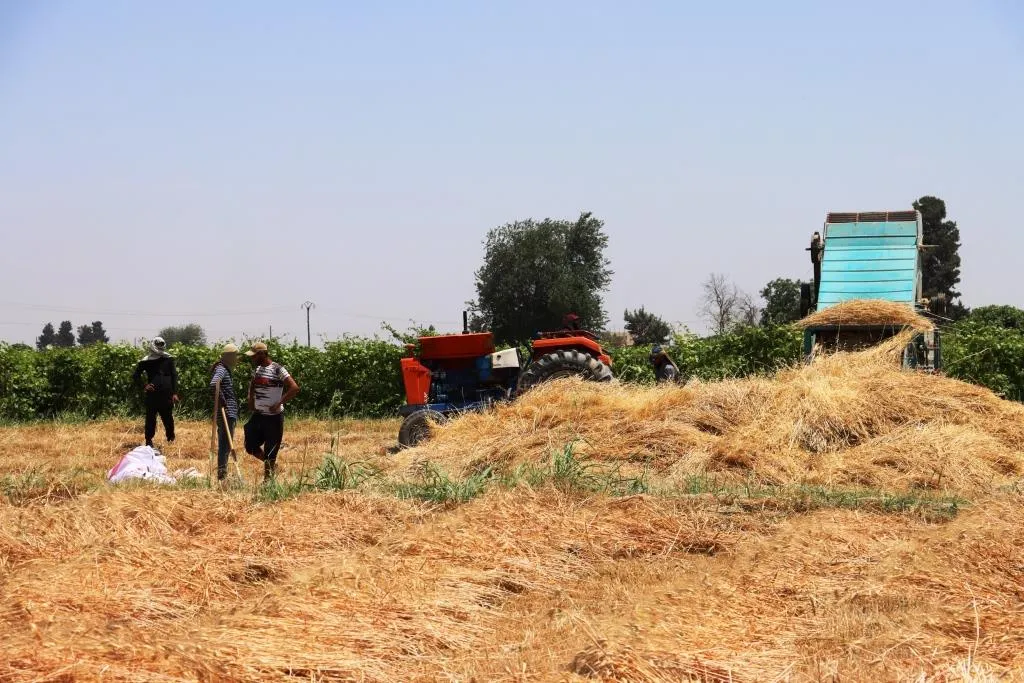 ​​​​​​​Genimê îsal dewreyeke aboriyê ya hevgirtî peyda kir