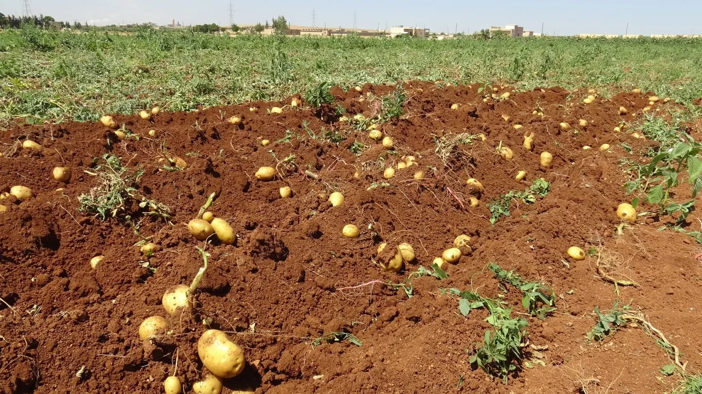 Koçberên Efrînê bi destkariyan debara xwe dikin