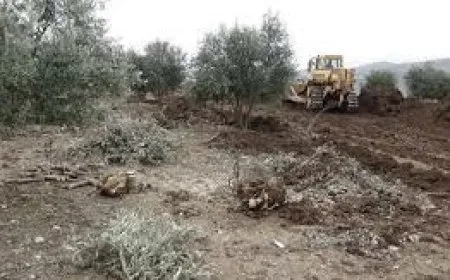 Çete zeytûnan didizin piştre daran dibirin
