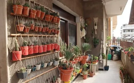 Balkona malê veguherandiye baxçeyê kaktusê