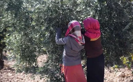 Berhevkirina zeytûnan li herêma Firatê dest pê kir
