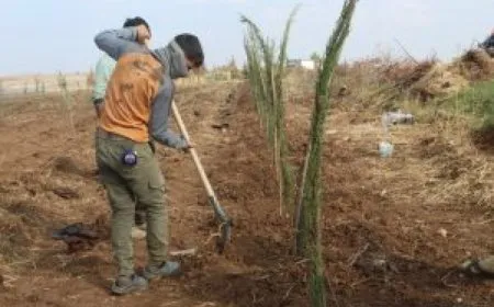 Hewldanên zêdekirina keskahiyê li herêma Cizîrê berdewam in