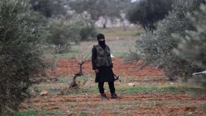 Dagirkeran berhema 80 darên zeytûnan dizîn