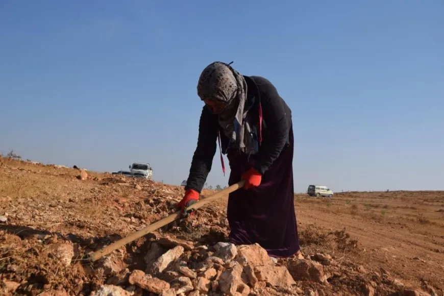Cara yekê li herêma Firatê darên berû tên çandin