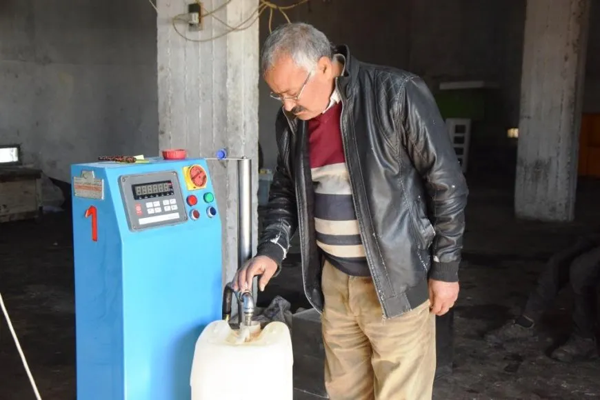 Berhevkirina zeytûnan li herêma Firatê dest pê kir